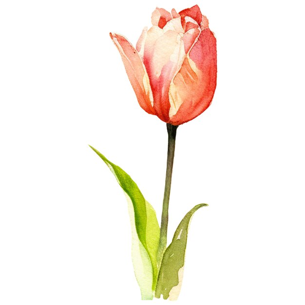 PSD watercolor painted tulip flower hand drawn design element isolated on transparent background