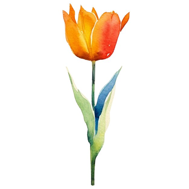 PSD watercolor painted tulip flower hand drawn design element isolated on transparent background