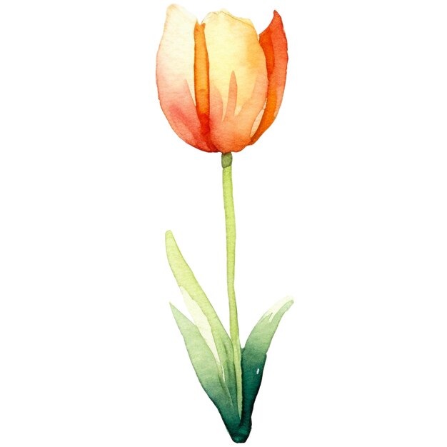 PSD watercolor painted tulip flower hand drawn design element isolated on transparent background