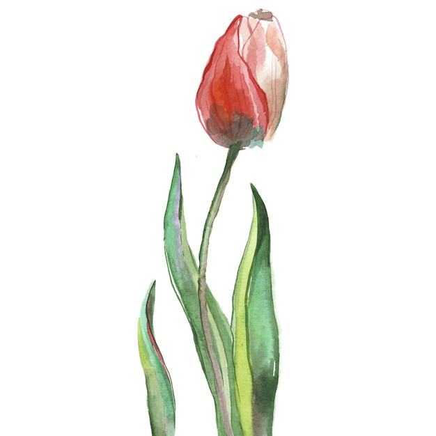 Watercolor painted tulips Hand drawn 8 March holiday design elements isolated on white background