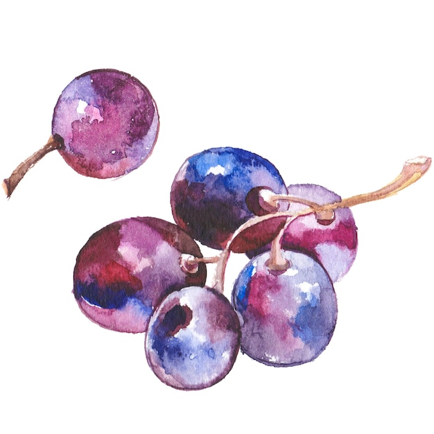 Watercolor painted wine grapes Hand drawn fresh food design elements isolated on white background