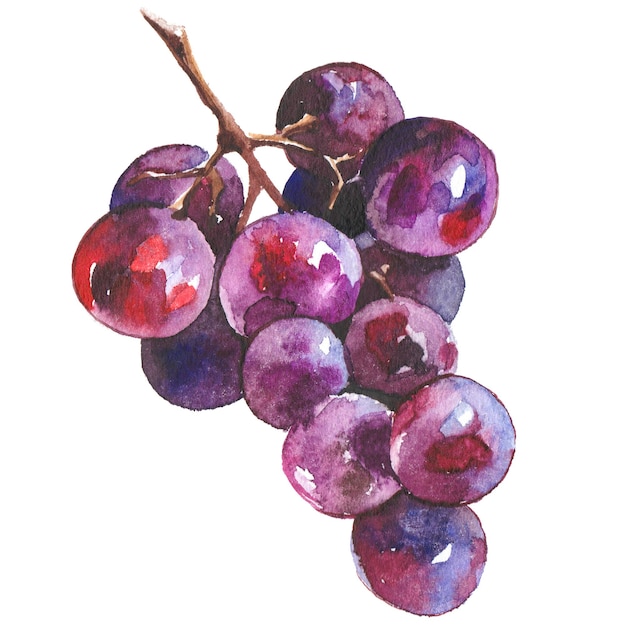 Watercolor painted wine grapes Hand drawn fresh food design elements isolated on white background