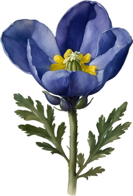 PSD watercolor painting of aconite flower