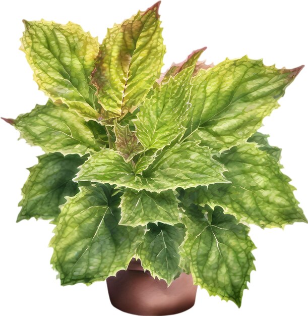 PSD watercolor painting of a coleus scutellarioides plant