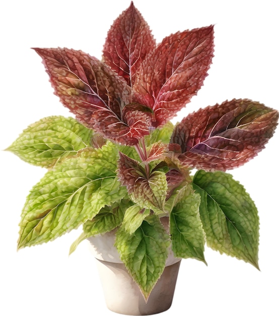 PSD watercolor painting of a coleus scutellarioides plant