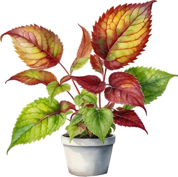 PSD watercolor painting of a coleus scutellarioides plant