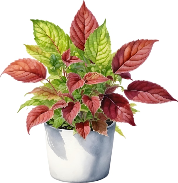 PSD watercolor painting of a coleus scutellarioides plant