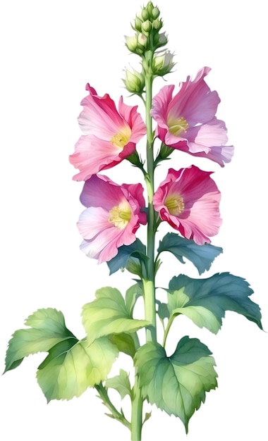 PSD watercolor painting of hollyhock flower illustration of flowers aigenerated