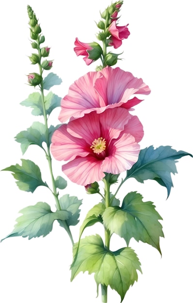 PSD watercolor painting of hollyhock flower illustration of flowers aigenerated