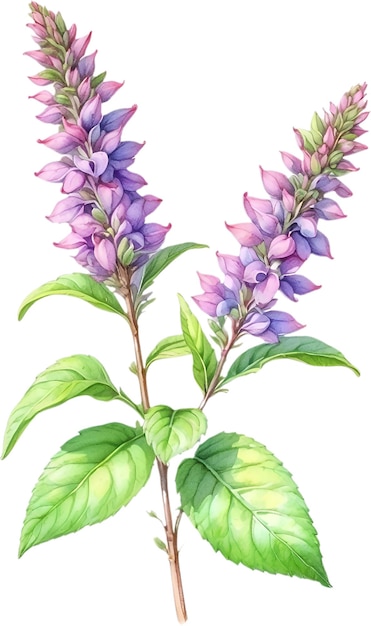 PSD watercolor painting of holy basil flower aigenerated