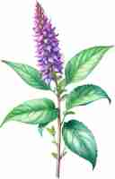 PSD watercolor painting of holy basil flower aigenerated