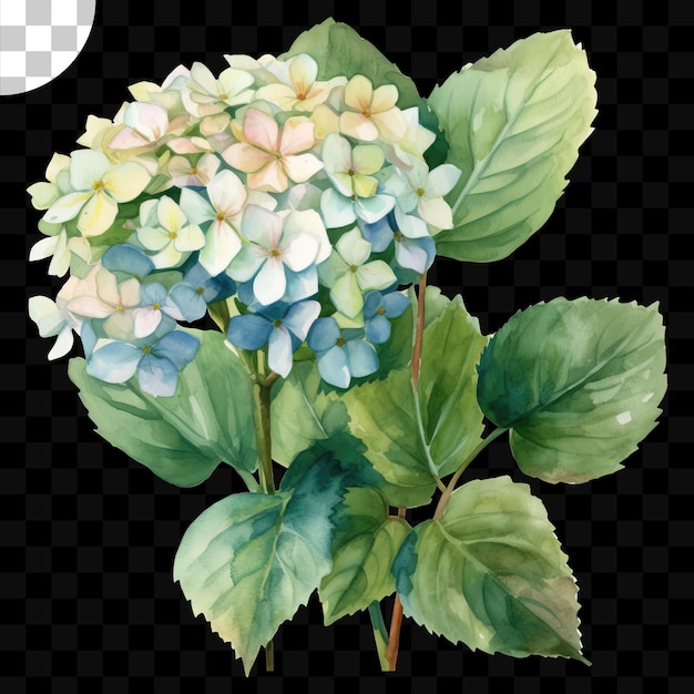 A watercolor painting of a hydrangea flower with green leaves.