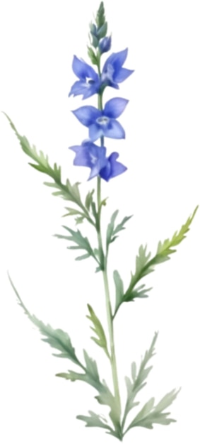 PSD watercolor painting of a larkspur flower