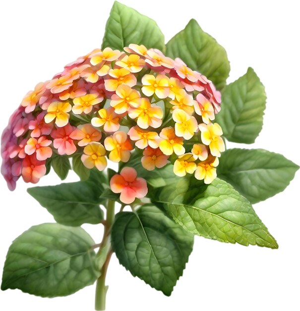 PSD watercolor painting of a lantana flower