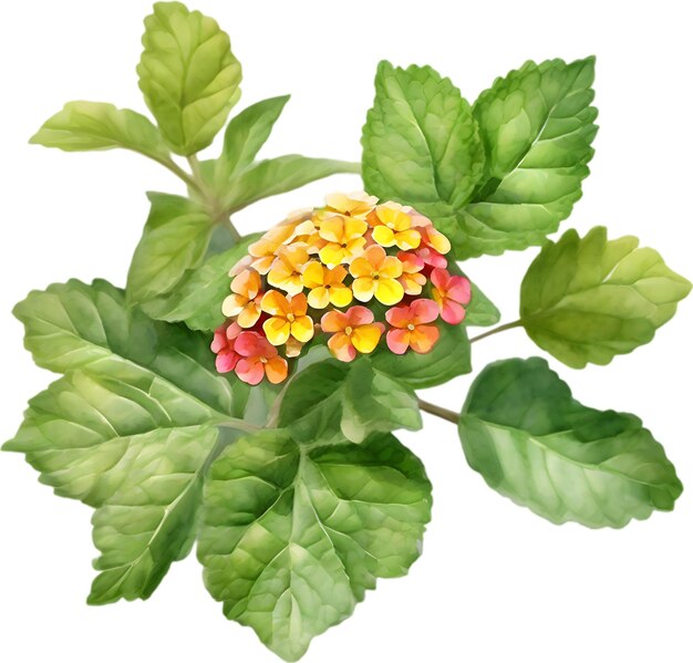 PSD watercolor painting of a lantana flower