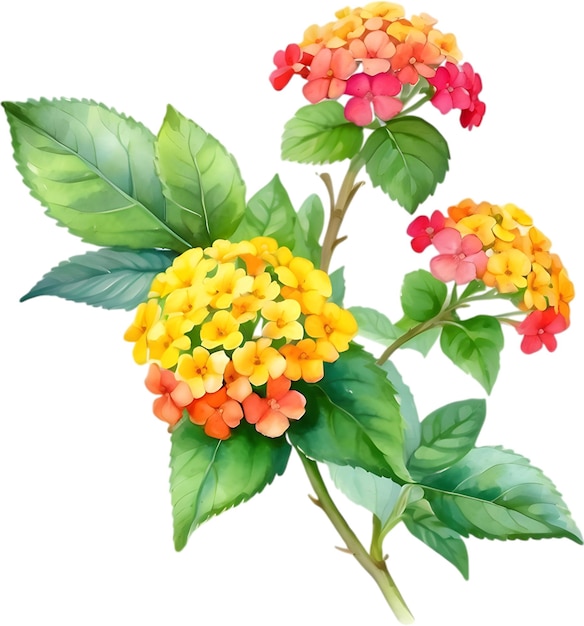 PSD ランタナの花の水彩画