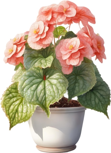 PSD watercolor painting of a rex begonia plant