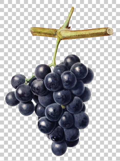 Watercolor Painting of Red Grapes