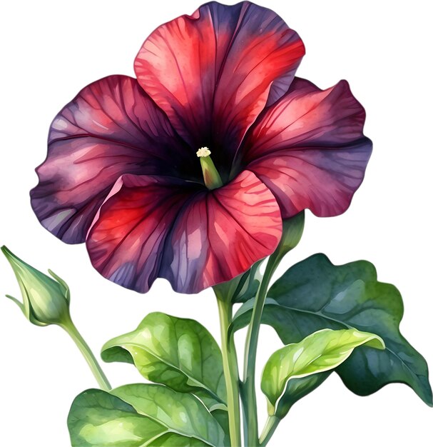 PSD watercolor painting of a petunia black velvet flower