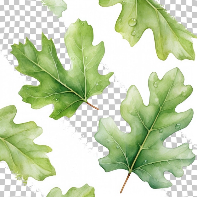PSD 디자인 프로젝트 를 위해 투명 한 배경 에 오크 잎 과 녹색 방울 을 가진 수채화 패턴