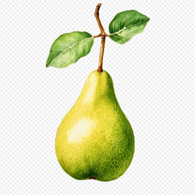 watercolor pear botanical illustration realistic vibrant colors yellow and green gradient