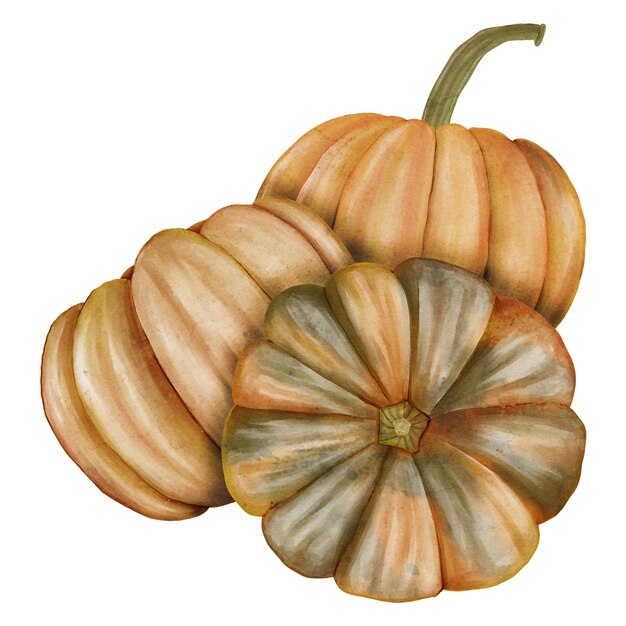 PSD illustrazione della raccolta della zucca dell'acquerello