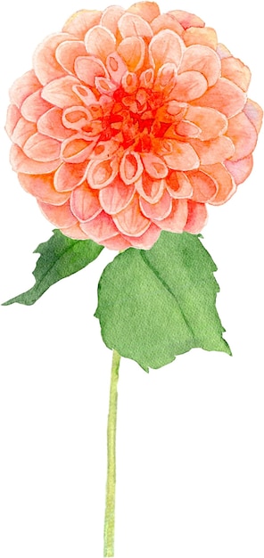 水彩の赤いダリアの花 秋の花 秋の飾り 花屋
