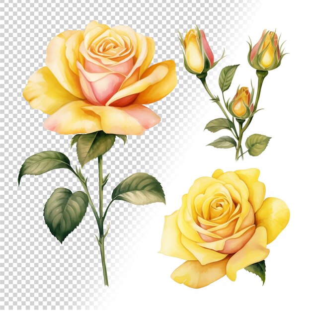 PSD watercolor rose art