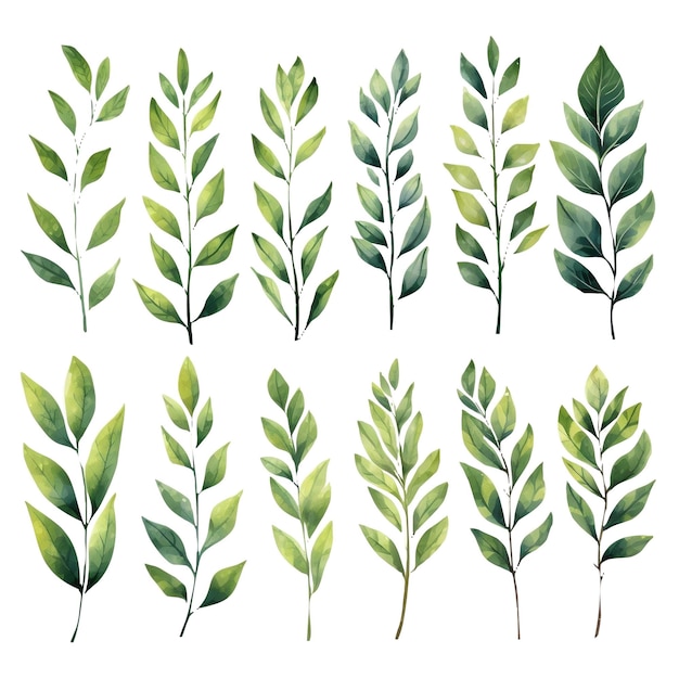 Watercolor set of green leaves on white background Hand drawn illustration