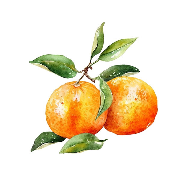 PSD watercolor tangerine illustration handdrawn fresh food design element isolated on a white background