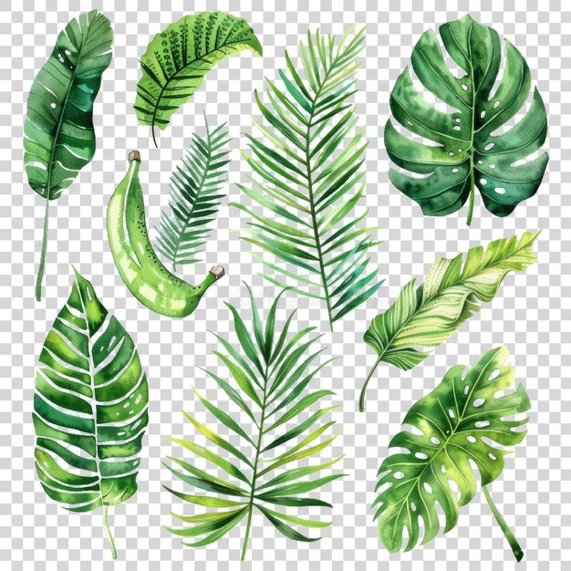 PSD Акварель тропическая цветочная иллюстрация с зелеными листьями папоротника банановой пальмы для свадебной станции