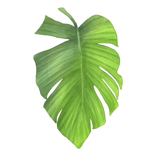 Watercolor tropical leaf illustration