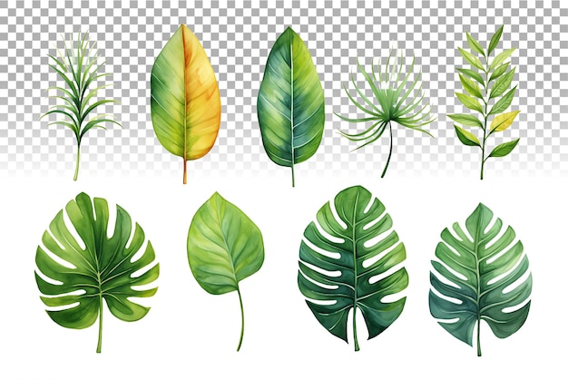 Watercolor tropical leaves collection featuring palm monstera and banana leaves in vibrant hues