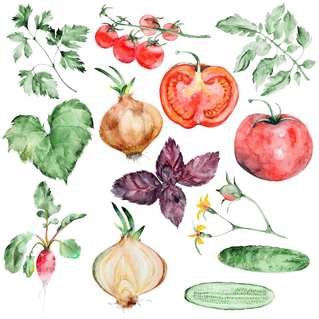 PSD watercolor vegetables set