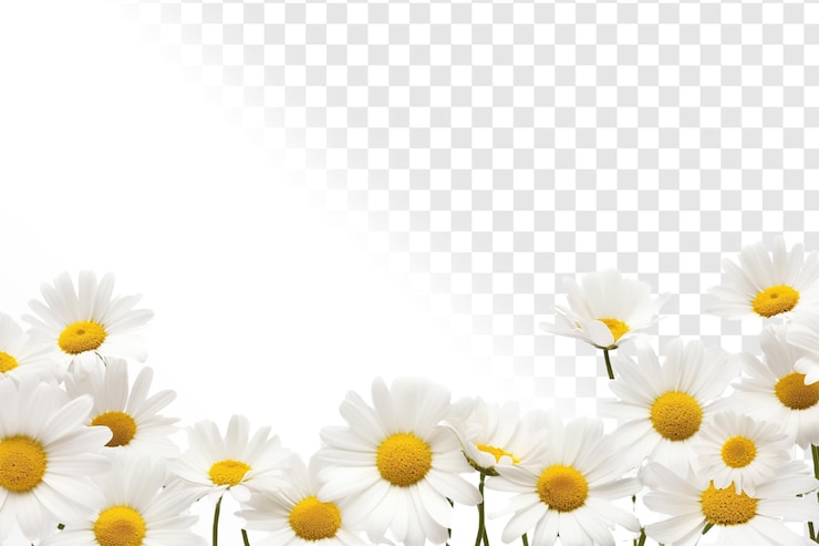 PSD watercolor wild flower border daisy traditional