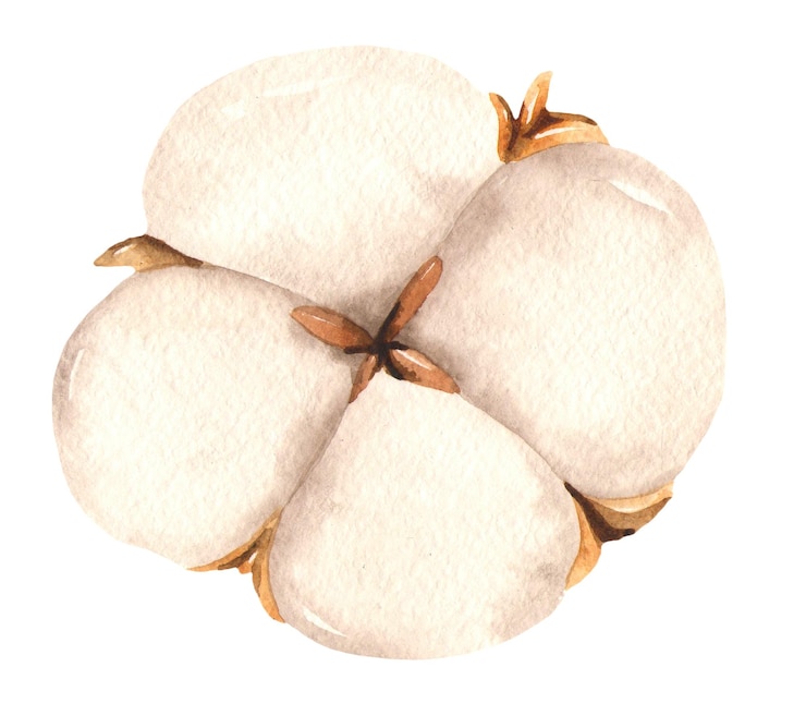 PSD watercolour cotton clipart frames wreath