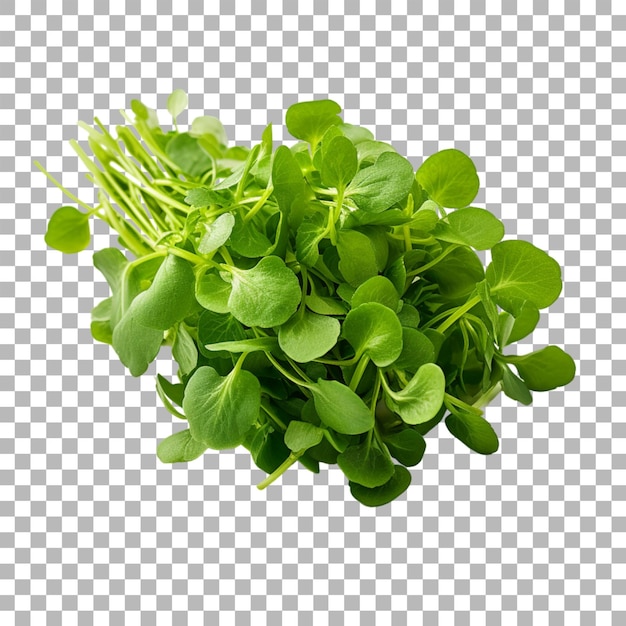 Watercress on transparent background