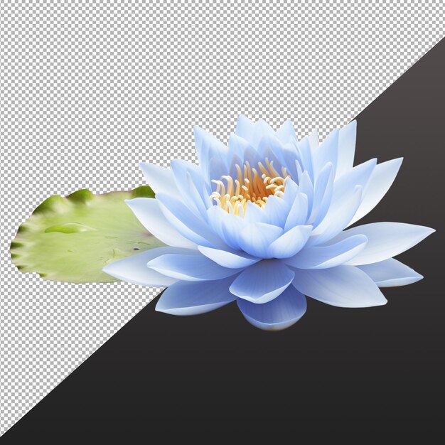 Waterlily png