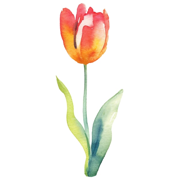 PSD waterverf geschilderde tulpenbloem met de hand getekend ontwerpelement geïsoleerd op transparante achtergrond