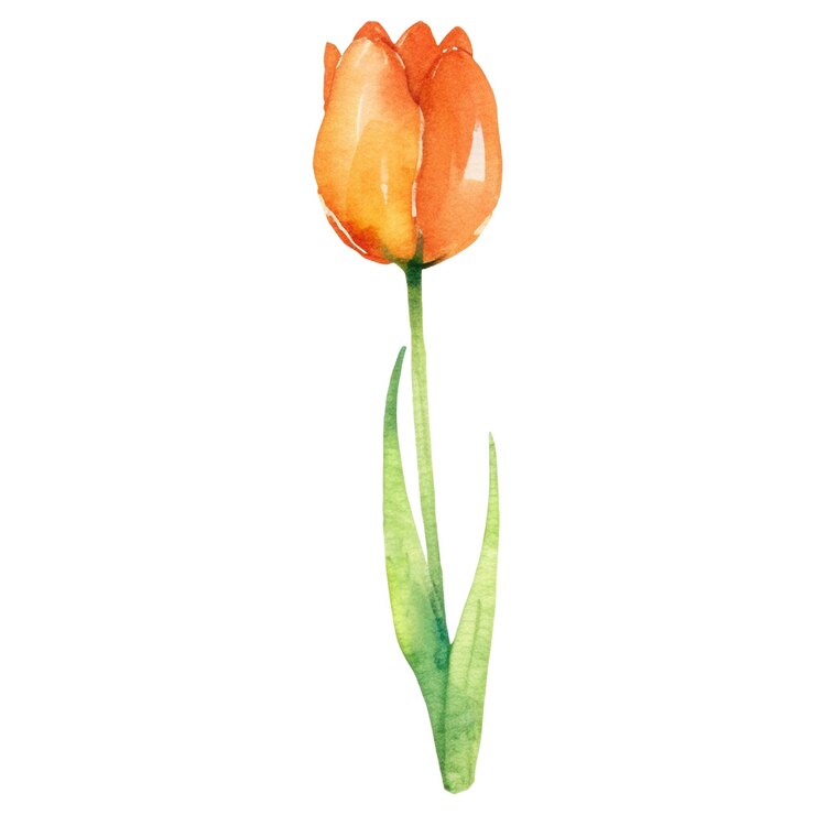 PSD waterverf geschilderde tulpenbloem met de hand getekend ontwerpelement geïsoleerd op transparante achtergrond