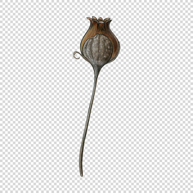 waterverf met de hand getekende gedroogde plantendecoratie