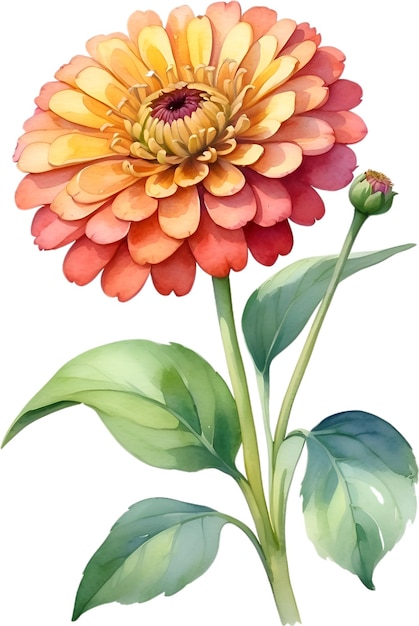 PSD waterverfschilderij van zinnia-bloem illustratie van bloemen aigenerated