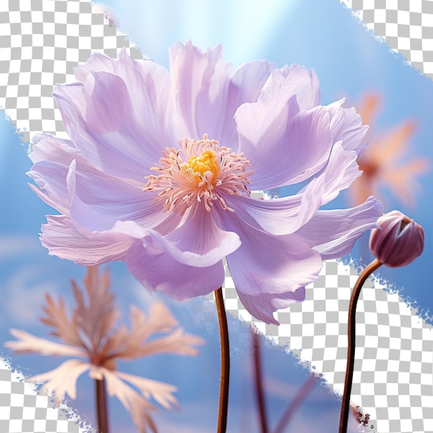 PSD wazig bloemblaadjes van de paarse bloei van globeflower op transparante achtergrond