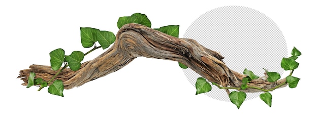 PSD weave of ivy on piece of wood on transparent background