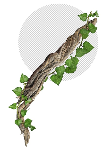 Weave of ivy on piece of wood on transparent background