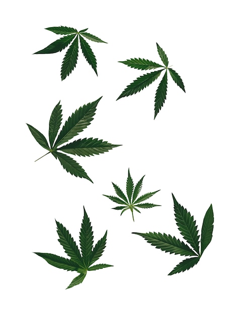 Weed bladeren patroon