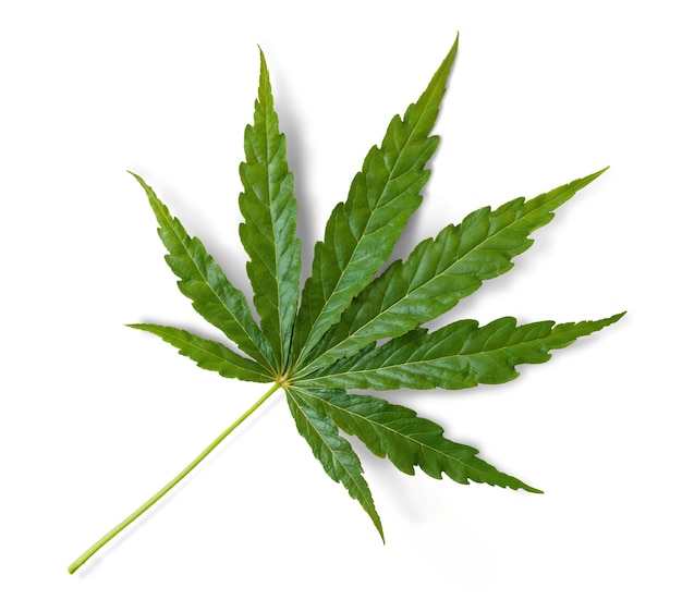 Weed leaf isolated