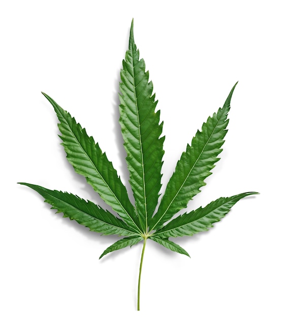 weed leaf isolated