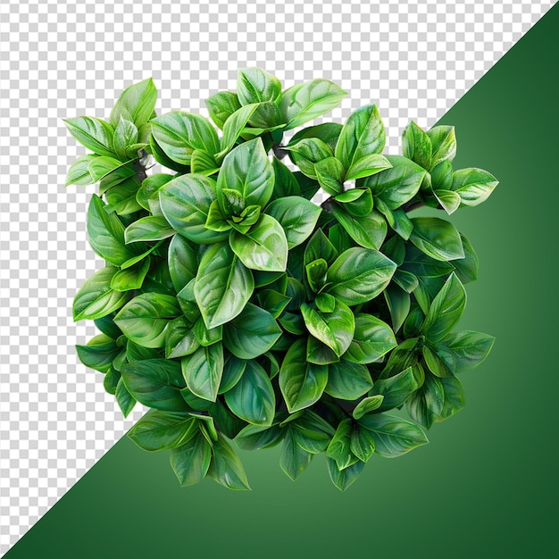 Weelderig groen png