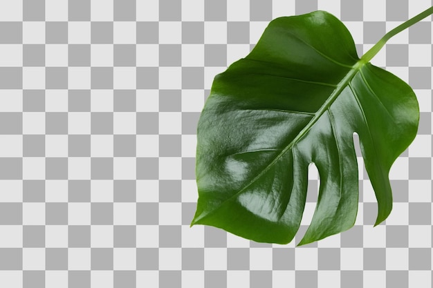 Weelderige groene bladeren roepen gevoelens op van zomer en vakantie reizen geïsoleerd op wit PNG